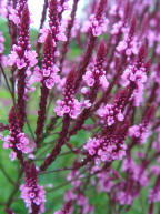 Verbena hastata - a great perennial for the middle or back of a border