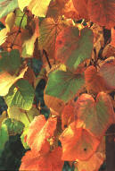 Vitis cognetiae is a great climbing plant for autumn colour