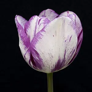 Shirley Triumph Tulip Bulbs