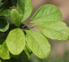 Akebia quinata leaf