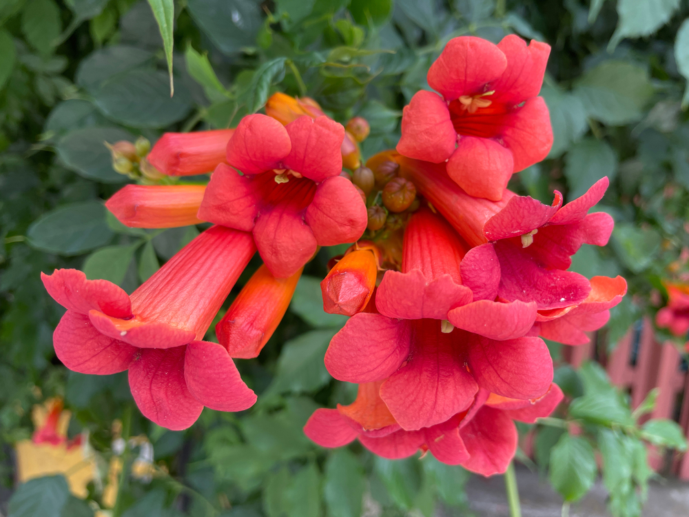 Campsis radicans, the trumpet vine or trumpet creeper, is a species of flowering plant in the family Bignoniaceae, native to the eastern United States
