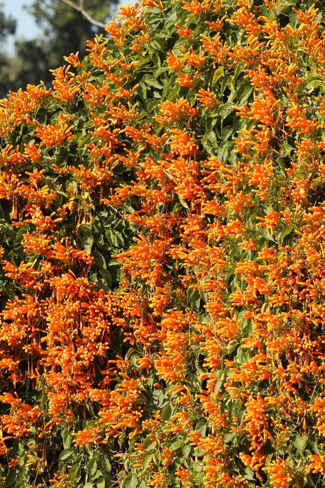 Closeup of Orange Trumpet creeper plant