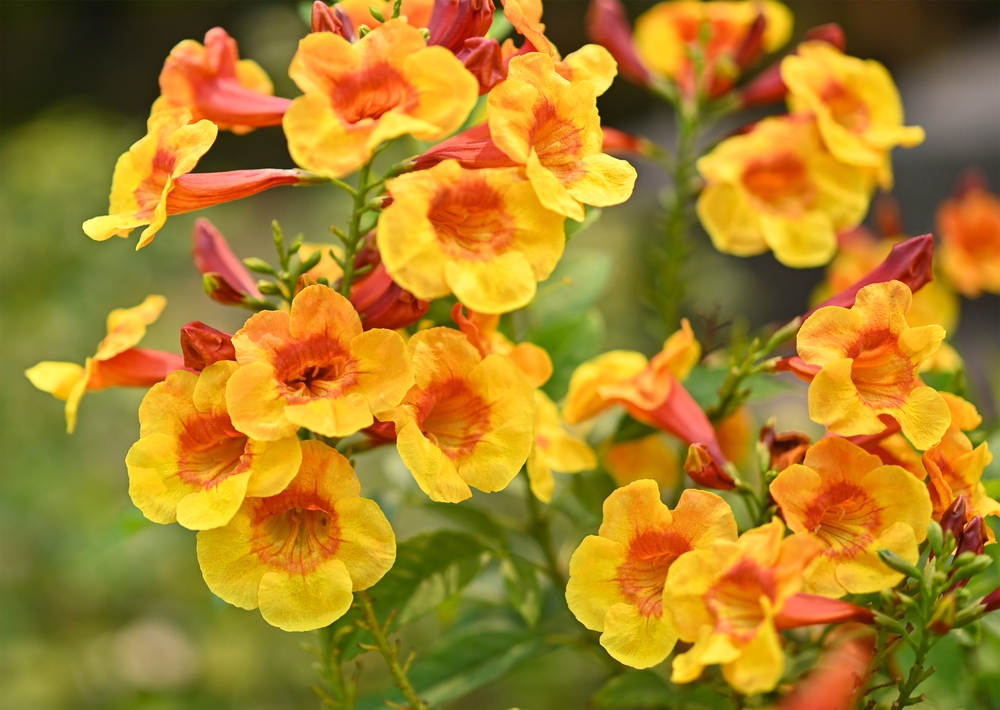 Bright yellow flowers of the trumpet vine or trumpet creeper .
