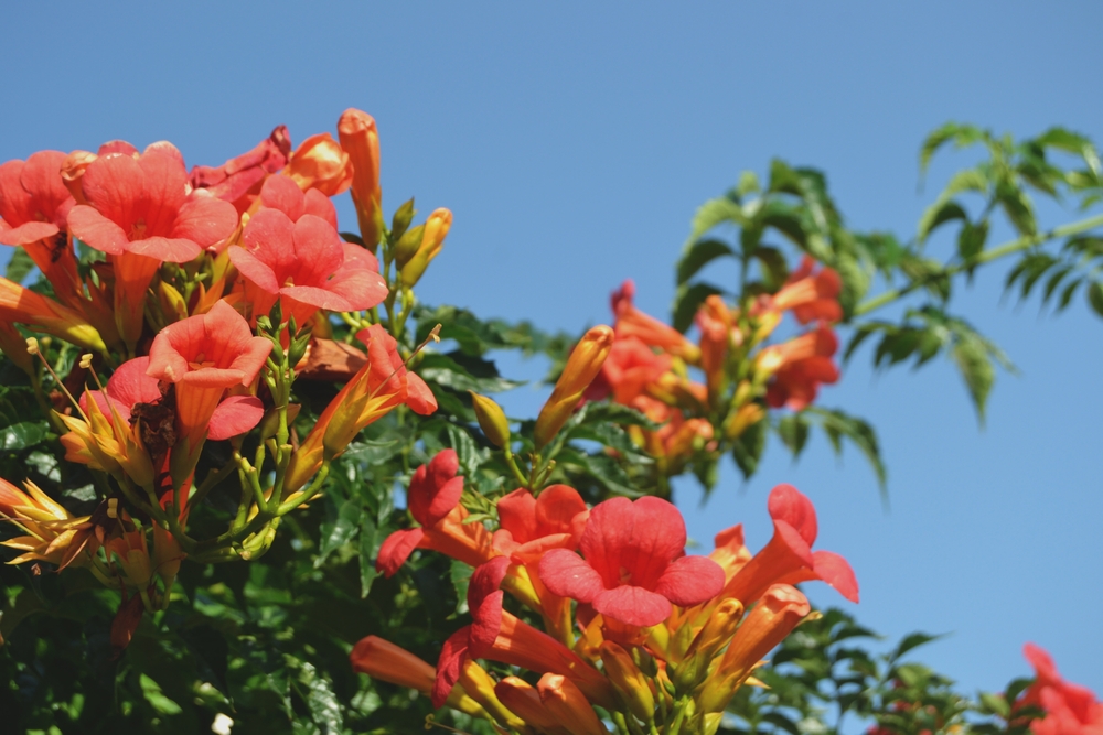 Beautiful red flowers of the trumpet vine or trumpet creeper Campsis radicans.