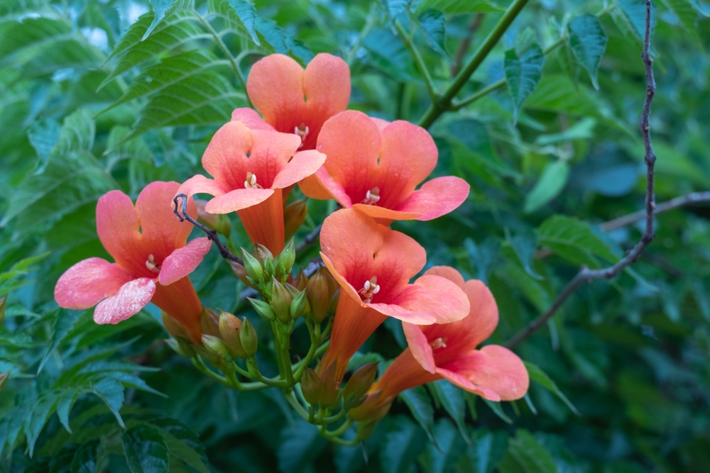 Campsis grandiflora or chinese trumpet creeper branches or vigorous trumpet vine is a genus of flowering plants in the family Bignoniaceae.
