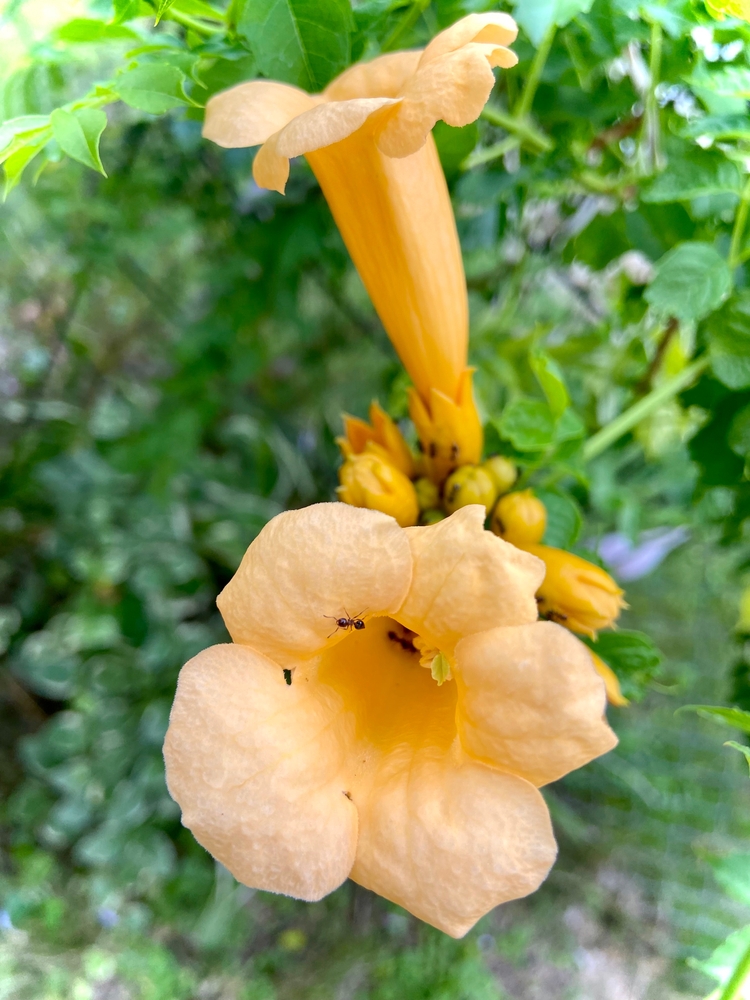 Yellow Trumpet Creeper in bloom.