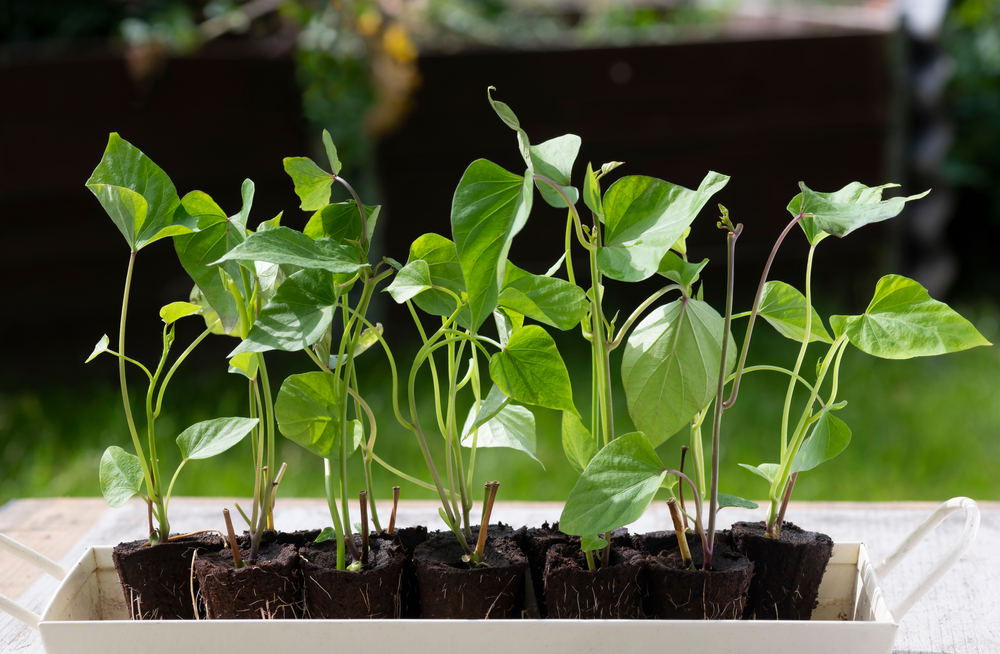 a group of rooted sprouting sweet potato slips, a dicotyledonous plant Convolvulaceae related to the bindweed or morning glory family, gardening background copy space above