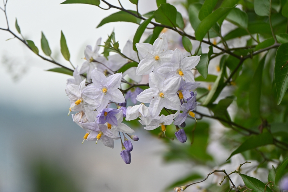 Potato vine ( Solanum jasminoides ) flowers. Solanaceae evergreen shrub vine native to Brazil. White or purple star-shaped flowers bloom in summer.