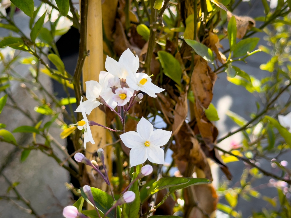 A view of flowers from the potato vine plant.