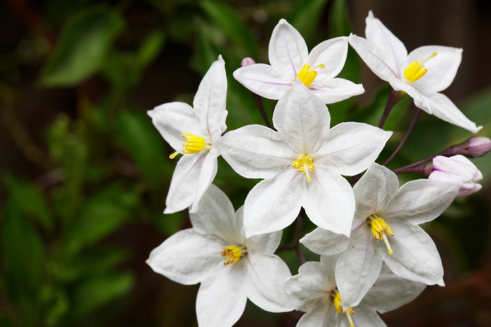 Bunch of potato vine flowers with one in focus and a soft focus green leaf background