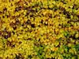Hydrangea petiolaris - The Climbing Hydrangea