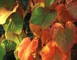 Vitis cognetiae - probably the best autumn colour of any plant.