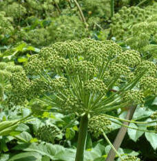 Angelica archangelica plant grown mainly for the stems which are used in confectionary