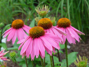 Coneflowers - Exhinacea - herb and herbaceous perennial plant