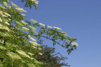 Sambucus nigra - Flowers of the Elderflower tree.