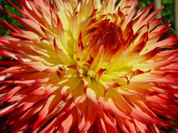 Multi coloured Dahlia cactuis type