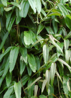The foliage of Clematis armandii is very attractive and forms a dense screen