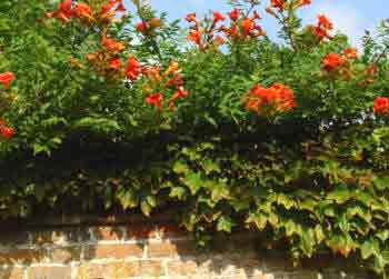 Trumpet Vine on top of wall
