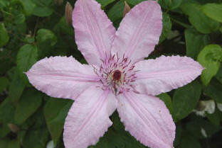 An all-time favourite Clematis Hagley Hybrid flowers