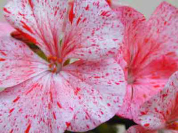 Pelargolium - seed geranium close up