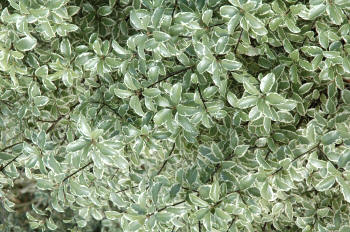 Pittosporum tenuifolium Silber Wueen foliage