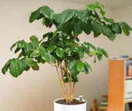 Grow your own coffee with Coffea arabica