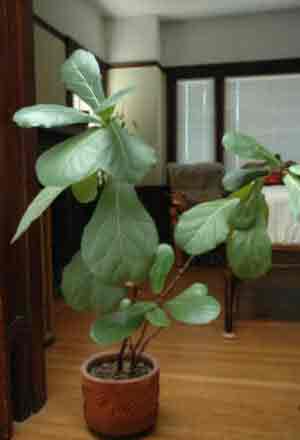 Fiddle leaf Plant for Indoors