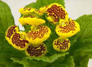Slipper Flower - Calceolaria