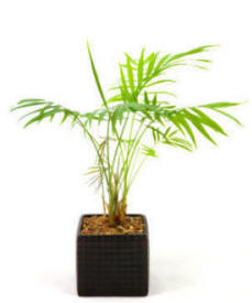 Indoor Plant - Victorian Parlour Palm