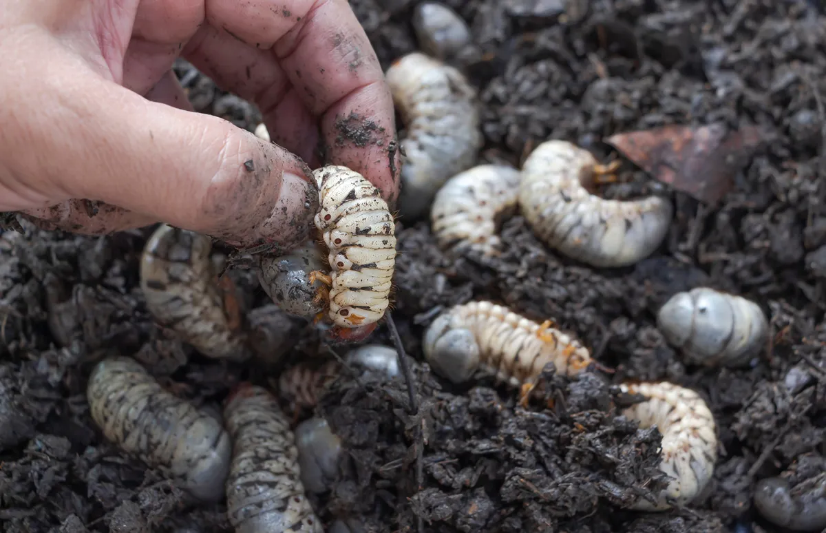 Beetle larvae (grub) are soft- bodied, soil-dwelling insects with a light brown head. A man picks up a beetle worm in his hand. Grub worm are a source of protein foods that people can eat.