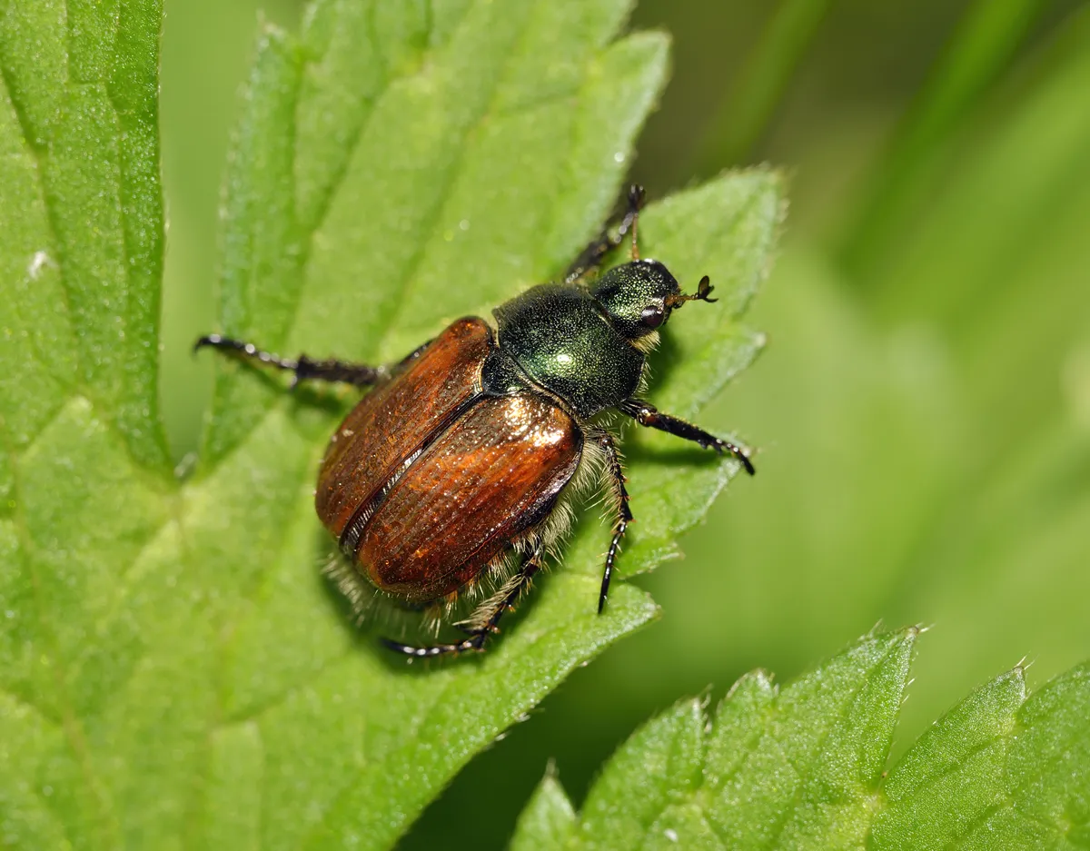 Garden Chafer Beetle - Phyllopertha horticola on leaf