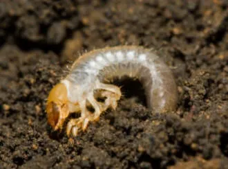 Image of chafer grub - the larvae of the chafer beetle. This grub spends it's life under lawns - eating the roots of the grass.