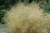 Deschampsia - Ornamental Grass