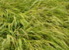 Hakonecloa macra Aurola - Dwarf golden grass