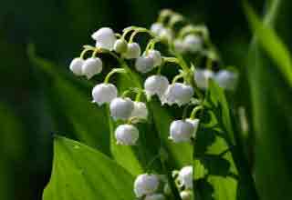 File:Lily of the valley 777.jpg