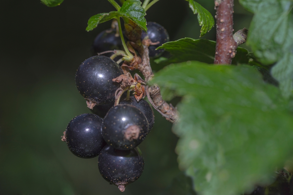 Blackcurrant (Ribes nigrum L.) fruit rich in vitamin C.Black balls of tasty and healthy fruit on a currant bush .