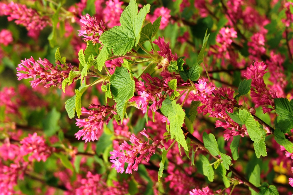 Red flowering currant, or Ribes sanguineum flowers in a garden