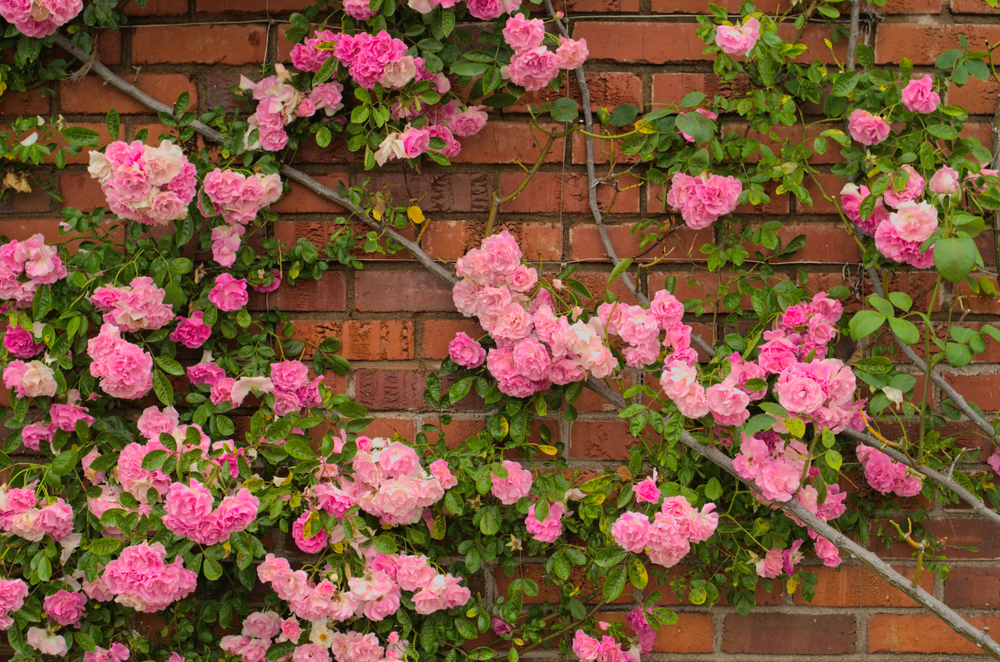 Full blooming of Pretty Pale Pink Climbing Rose with red brick wall background. Beautiful Sweet Rambling Rose Flower (Rosa Super Fairy, Mannington Mauve Rambler) in Uminonakamichi garden,Fukuoka,Japan