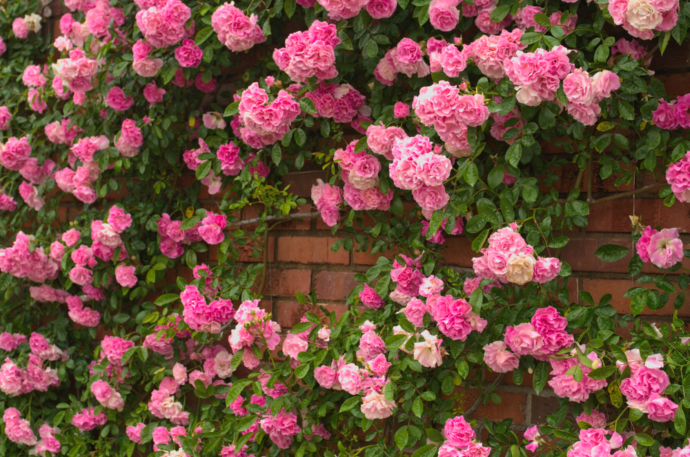 Full bloom of Pretty Pale Pink Climbing Roses background. Beautiful Sweet Rambling Rose Flower (Rosa Super Fairy, Mannington Mauve Rambler) pattern in Uminonakamichi garden ,Fukuoka , kyushu ,Japan.