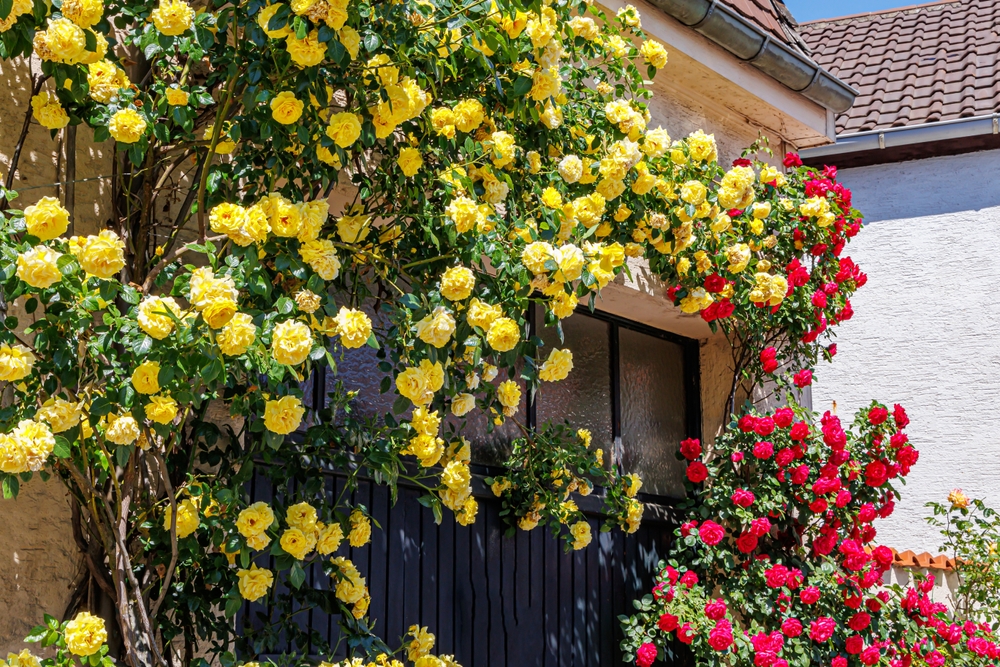 Huge Climbing yellow red rose flowering bush near house door. Beautiful rose blooms in old town.