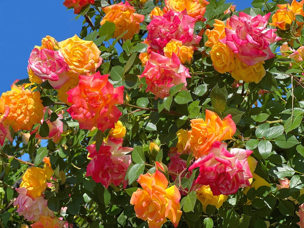 Roses flowers colourful red pink yellow orange blossom climbing rose bush in garden.

