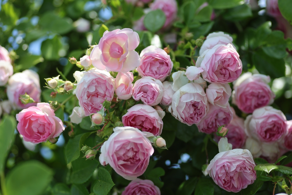 Beautiful pink english climbing roses with a romantic look in the summer perennial garden beside the cottage.