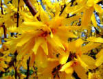 Forsythia - Golden bell Flower