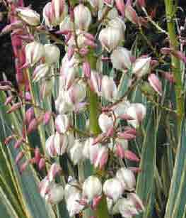 Spanish sword or dagger. Yucca gloriosa - the variegated type