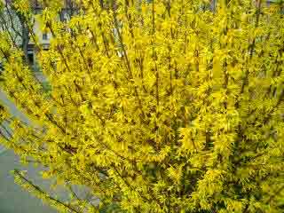 Forsythia full of yellow flowers.