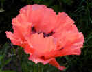 Oriental Poppy together with many other perennials in flower this month - July