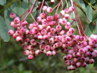 Sorbus huphensis - Pink berried Mountain Ash
