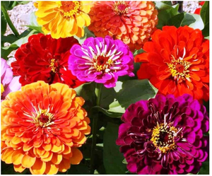 Assortment of Zinnias