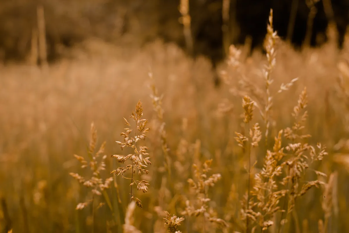 Bentgrass blossoms in a meadow