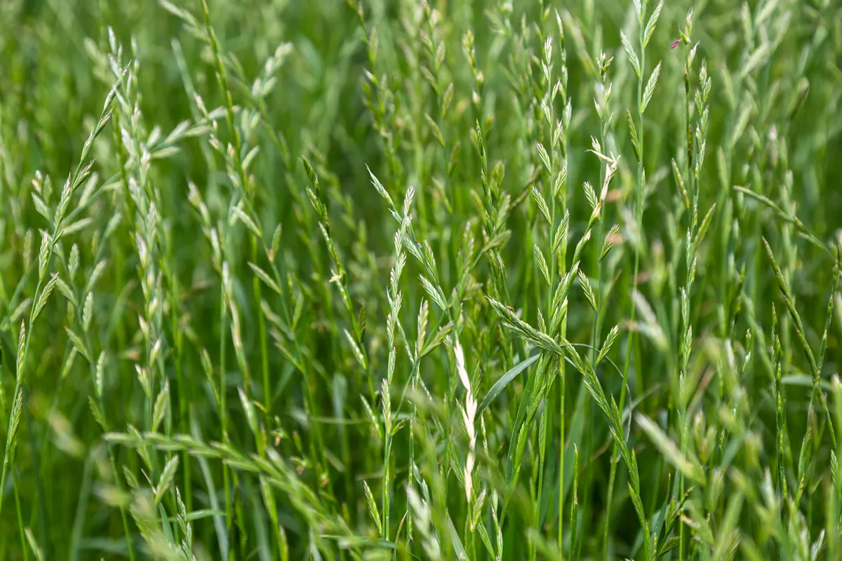 Perennial ryegrass (Lolium perenne L.)